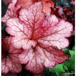 Heuchera Indian Summer Coralberry - Tűzgyöngyvirág