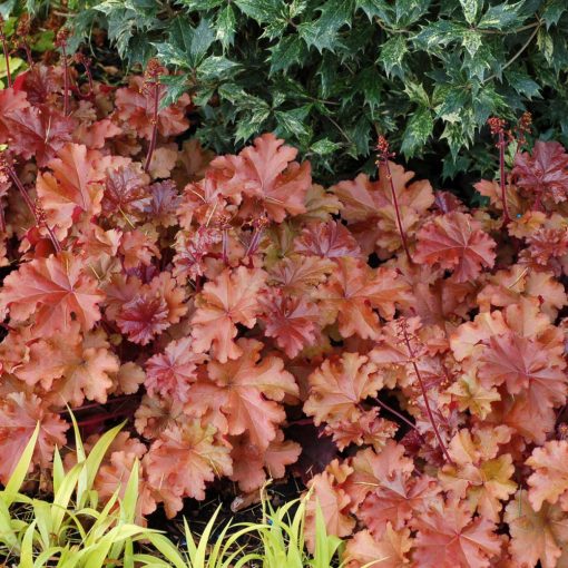 Heuchera Mahogany - Tűzgyöngyvirág