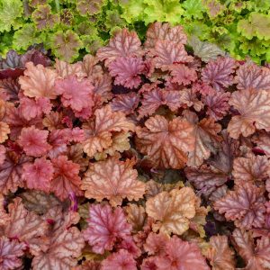 Heuchera Peachberry Ice - Tűzgyöngyvirág