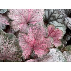 Heuchera Pinky Panky - Tűzgyöngyvirág