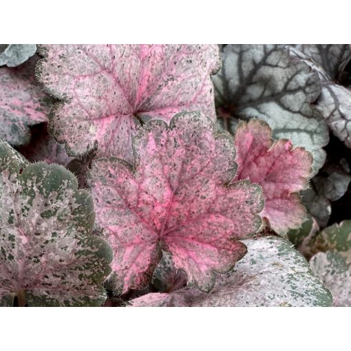 Heuchera Pinky Panky - Tűzgyöngyvirág