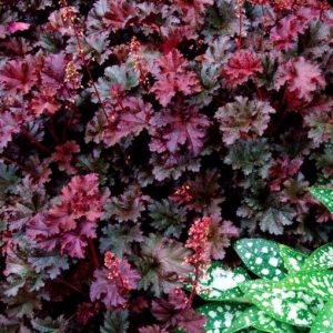 Heuchera Purple Petticoats - Tűzgyöngyvirág