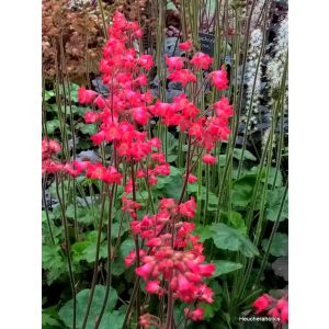 Heuchera sanguinea Coral Petite - Tűzgyöngyvirág