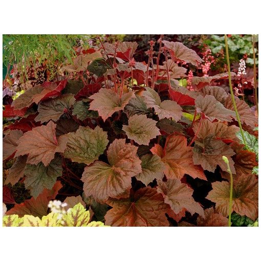 Heuchera Walnut - Tűzgyöngyvirág