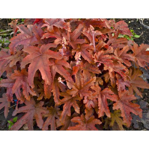 Heucherella Red Rover - Turbáncső