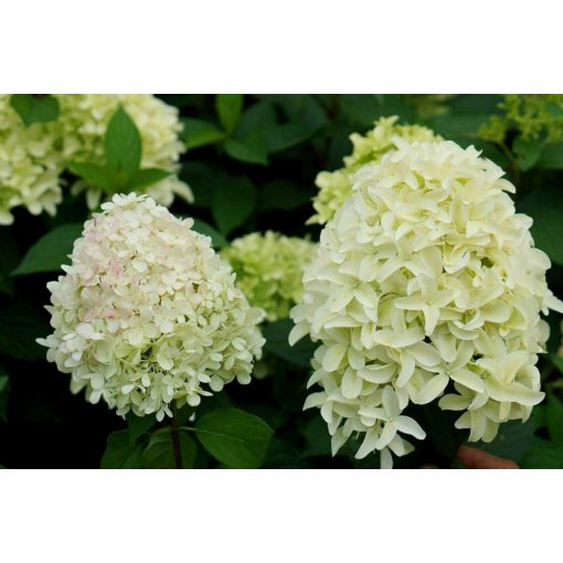 Hydrangea paniculata Skyfall - Bugás hortenzia