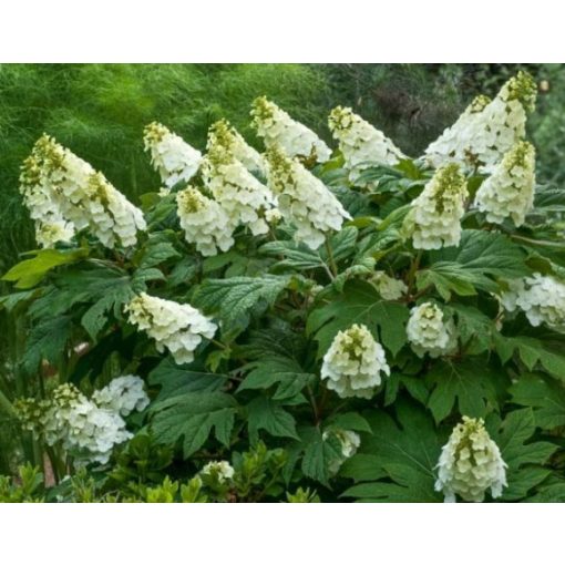 Hydrangea quercifolia - Tölgylevelű hortenzia