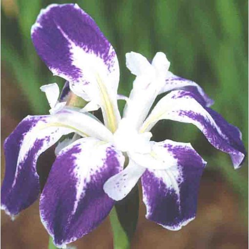 Iris laevigata Colchesterei - Japán vízi nőszirom