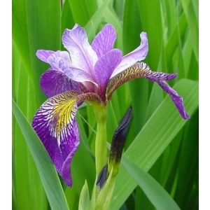 Iris pseudacorus Holdens Child - Sárga nőszirom