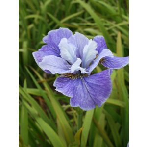 Iris sibirica Blaue Milchstrasse - Szibériai írisz