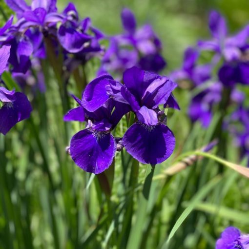 Iris sibirica Caesars Brother - Szibériai írisz