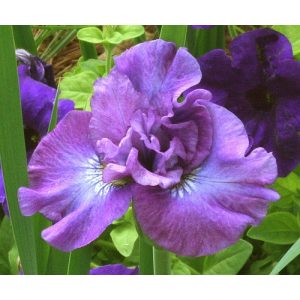 Iris sibirica Rosy Bows - Szibériai írisz