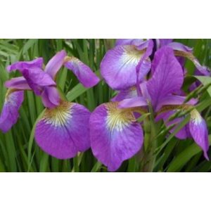 Iris sibirica Towanda Red Flaire - Szibériai írisz