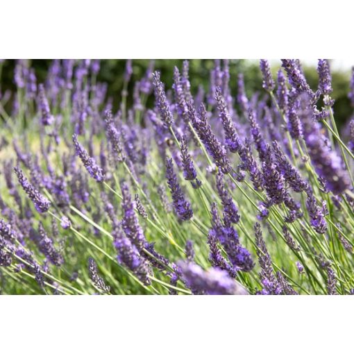 Lavandula angustifolia Grosso - Közönséges levendula