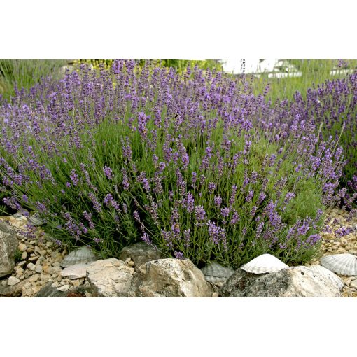 Lavandula angustifolia Siesta - Közönséges levendula