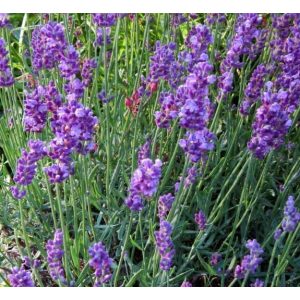   Lavandula angustifolia Silber Dwarf - Közönséges levendula