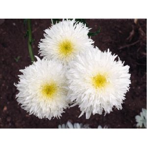 Leucanthemum Fiona Goghill - Margaréta