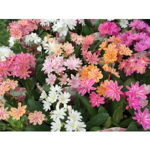 Lewisia cotyledon Elisa Mix - Változékony dohánygyökér