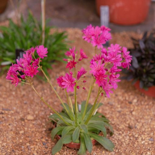 Lewisia longipetala Little Raspberry - Változékony dohánygyökér