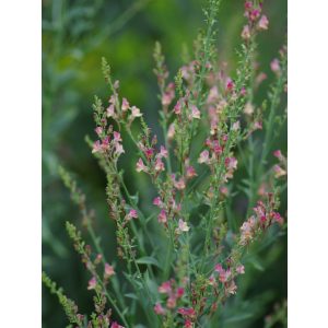 Linaria purpurea Peachy - Gyújtoványfű