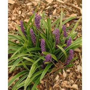 Liriope muscari John Birch - Gyöngyikés gyepliliom