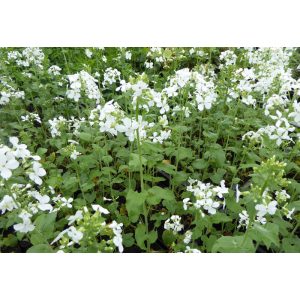 Lunaria annua Albiflora - Kerti holdviola