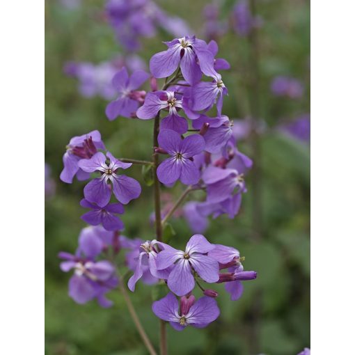 Lunaria annua Corfu Blue - Kerti holdviola