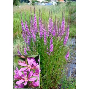 Lythrum salicaria Dropmore Purple - Réti füzény