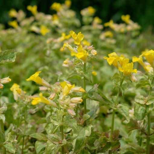 Mimulus luteus Variegata - Bohócvirág