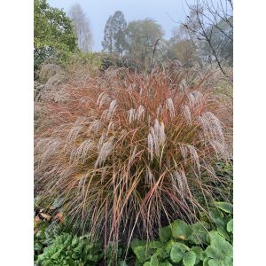 Miscanthus sinensis Dronning Ingrid - Japánfű