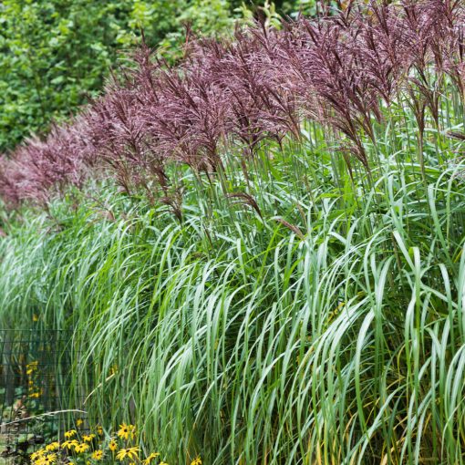 Miscanthus sinensis Malepartus - Japánfű