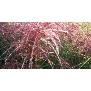 Miscanthus sinensis Red Wine - Japánfű