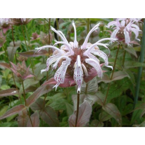 Monarda bradburiana Ozark - Méhbalzsam