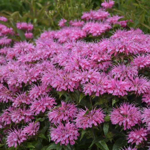 Monarda Bubblegum - Méhbalzsam