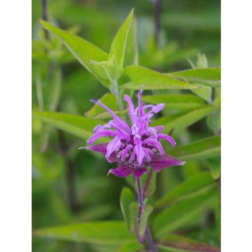 Monarda menthifolia Mohikaner - Méhbalzsam