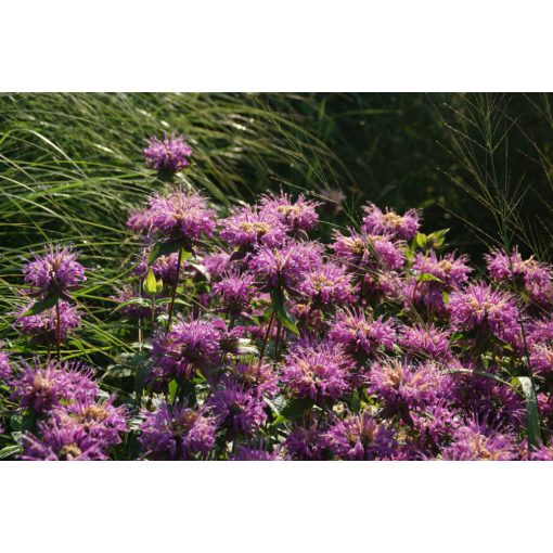 Monarda Rebecca - Méhbalzsam