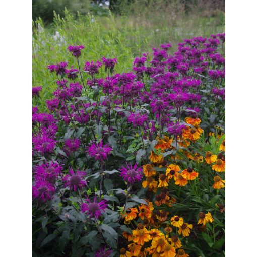 Monarda Westacre Purple - Méhbalzsam