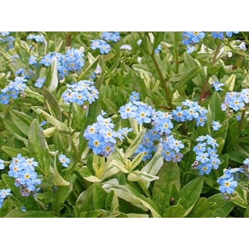 Myosotis palustris Variegatus - Mocsári nefelejcs