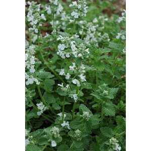 Nepeta faassenii Snowflake - Macskamenta