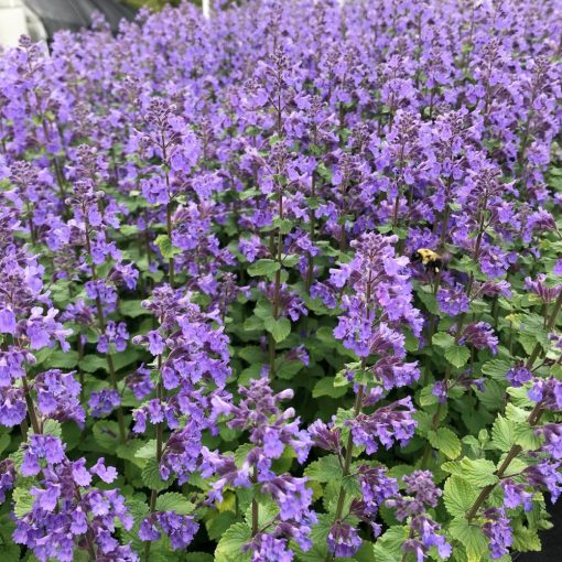 Nepeta racemosa Blue Wonder - Macskamenta