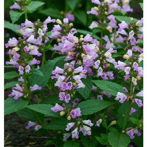 Nepeta subsessilis Pink Panther - Macskamenta