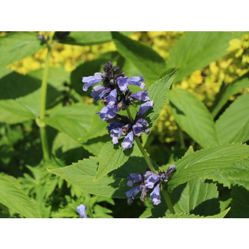 Nepeta subsessilis Washfield - Macskamenta