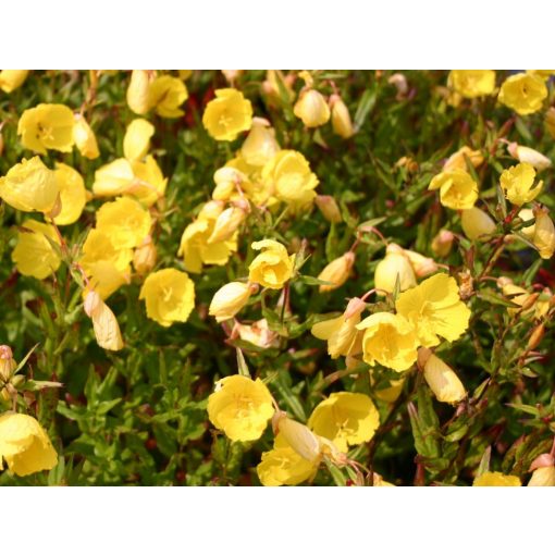 Oenothera fruticosa Hohes Licht - Ligetszépe