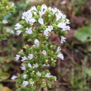 Origanum vulgare ssp. hirtum - Oregánó