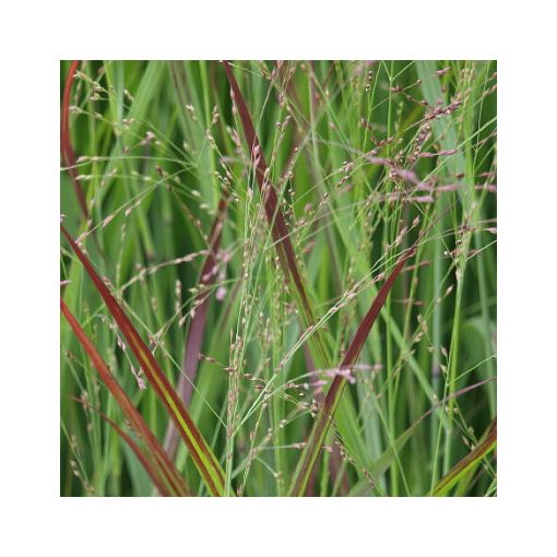 Panicum virgatum Stäfa - Vesszős köles