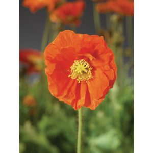 Papaver nudicaule Pop-up Orange - Izlandi díszmák