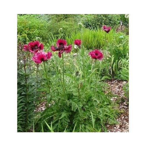 Papaver orientale Manhattan - Keleti mák