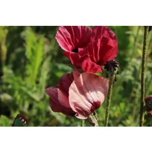 Papaver orientale Royal Chocolate Distinction - Keleti mák