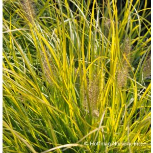   Pennisetum alopecuroides JS Jommenik Lumen Gold - Évelő tollborzfű