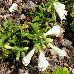 Penstemon hirsutus Pygmaeus Albus - Bugatölcsér